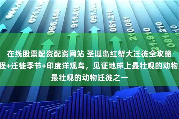 在线股票配资配资网站 圣诞岛红蟹大迁徙全攻略：6天行程+迁徙季节+印度洋观鸟，见证地球上最壮观的动物迁徙之一